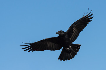 Carrion Crow, Crow, Corvus Corone