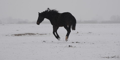 alle Beine in der Luft, schwarzes Pferd springt lustig über die verschneite Wiese © Grubärin