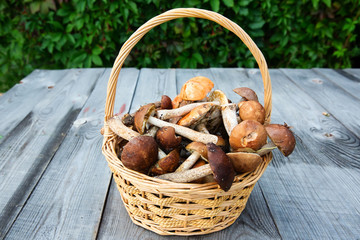 Fresh boletus mushrooms in the basket on wooden table 