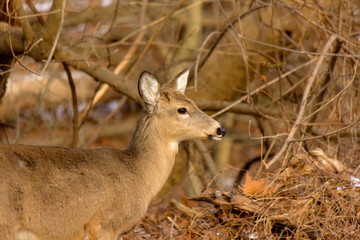 White-tailed deer near trail