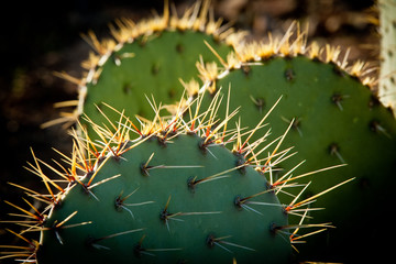 Prickly Pear Cactus at Tucson Mountain Park, AZ