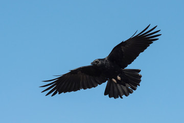 Carrion Crow, Crow, Corvus Corone