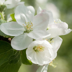 Fototapeta na wymiar flowers of apple-tree with highlights
