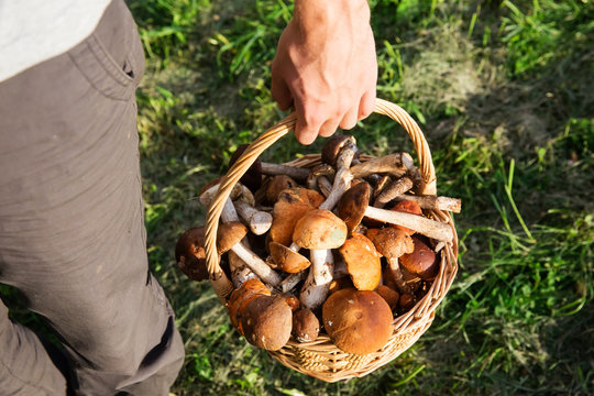Basket of boletus mushrooms in the hand