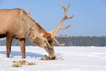 Kohl für den Chef, mächtiger Rothirsch im Winter frisst Kohlblätter