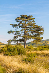 Obraz premium Pine tree with blue sky