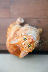 Reg cat sitting on the floor and looking up 