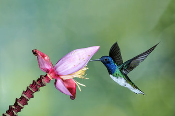 White-necked Jacobin Hummingbird and flower