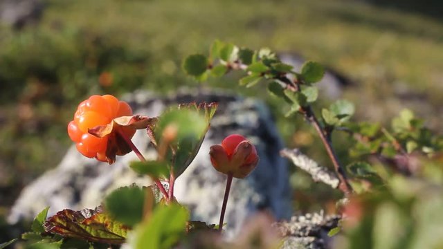 Cloudberry in the mountains. Urals, July. Macro2.