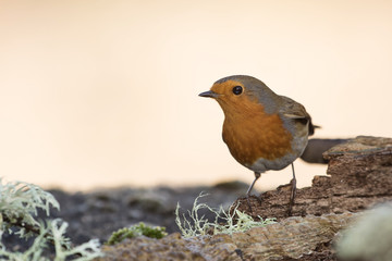 European Robin, Erithacus rubecula, Robin, Birds