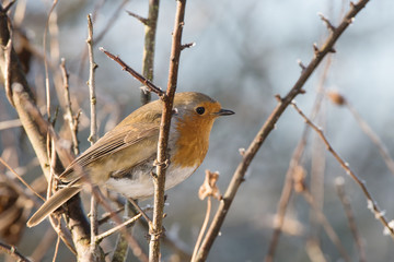 European Robin, Erithacus rubecula, Robin, Birds