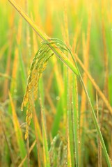 rice field