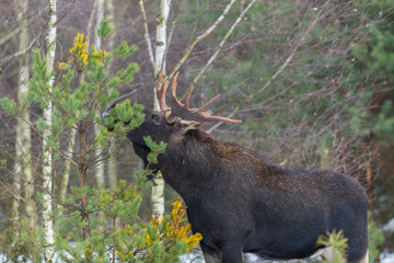 Łoś  w zimowej scenerii (Alces)