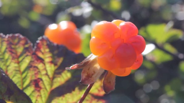 Cloudberry in the mountains. Urals, July. Macro4
