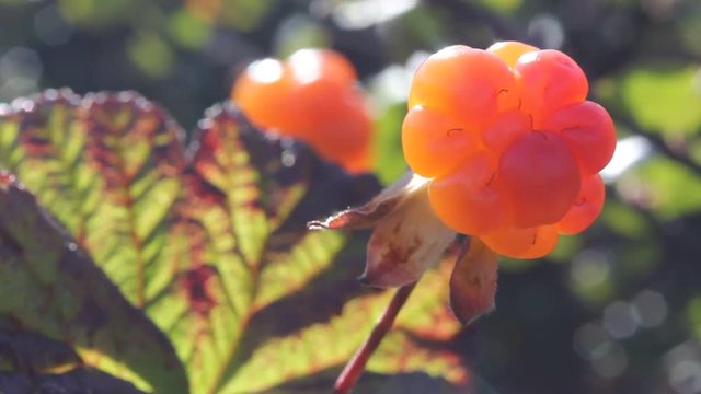 Cloudberry in the mountains. Urals, July. Macro3