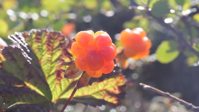 Cloudberry in the mountains. Urals, July. Macro2.