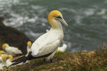 Gannet Bird Colony at Muriwai Beach Auckland New Zealand