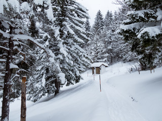Obraz premium Tiefverschneiter Winterwald