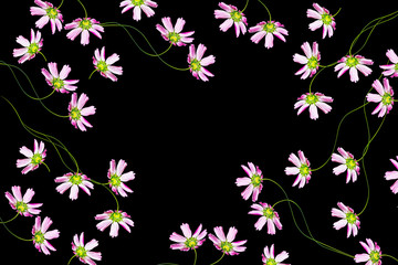 Fototapeta na wymiar daisies summer flower isolated on black background.