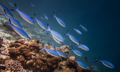 Fototapeta na wymiar Flock of beautiful fishes in the water of the Indian Ocean