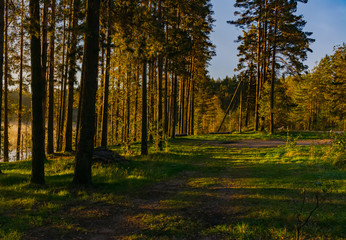 Fototapeta premium Morning mist