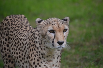 Cheetah