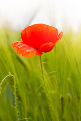 Fototapeta premium Poppy flower