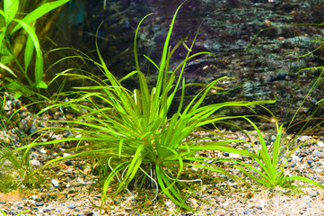 Aquarium plant (Blyxa japonica) shot in aquarium.