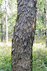 Bark of a sycamore maple (Acer pseudoplatanus) shot in a broad-leaved ravine forest (Slovenia).