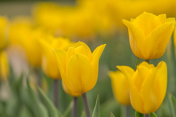 Yellow tulips in spring
