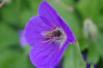 Violet hibiskus with bee © isumi