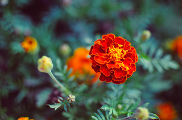 Marigold flowers in the meadow