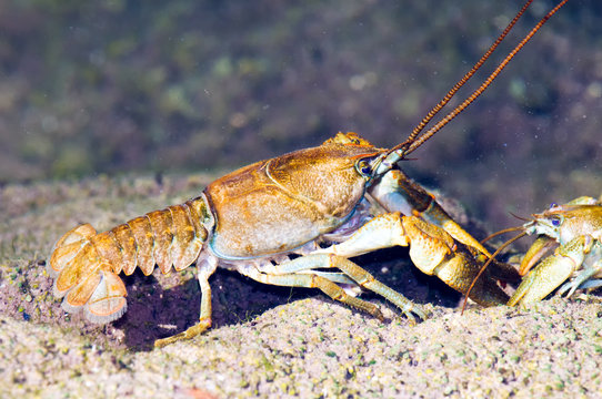 Stone crayfish (Austropotamobius torrentium) in its natural habitat. 