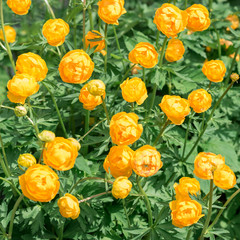 Obraz premium Flowers Trollius