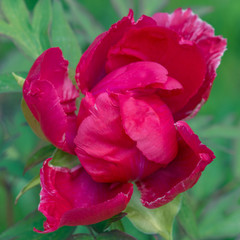 Paeonia suffruticosa Flower pink closeup