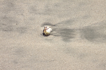 Sandy beach with shell. Summer sea shell on the sandy beach. Summer sand beach background. Shell on white Ajman, United Arab Emirates beach sand under sun light. Top view  