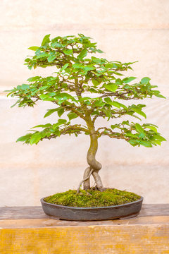 
Green bonsai tree 