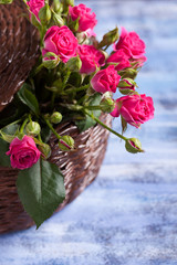 Obraz premium Pink roses in brown basket on blue wooden background.