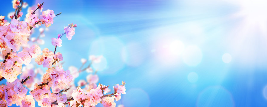 Spring Blooming - Almond Blossoms With Sunlight In The Sky
