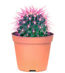 the Echinocactus Grusonii, red thorned cultivated form