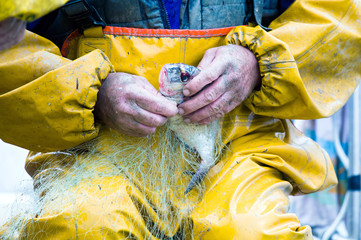 Fisherman is removing a fish from the fishing net.