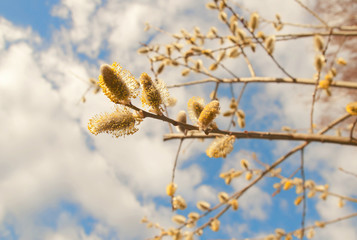 willow buds