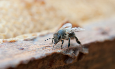 working bee