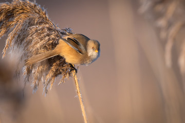 Bearded Reedling in frozen reed