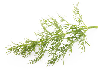 Fresh dill on the white background.