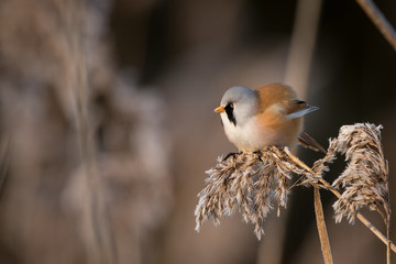Bearded Reedling in frozen reed