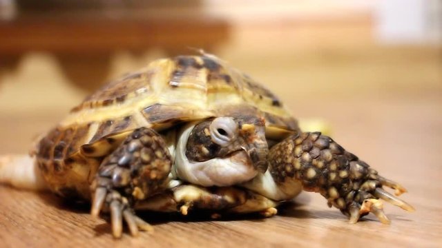 Home turtle slowly crawling on the floor 3