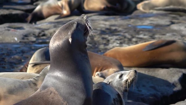 Two videos of herd of seals in real slow motion. Two high quality videos of herd of seals in real 1080p slow motion 250fps