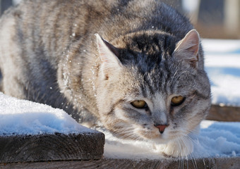 Portrait of grey tabby cat in snow
