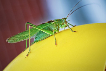 Grasshopper